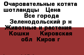 Очаровательные котята шотландцы › Цена ­ 2 000 - Все города, Зеленодольский р-н Животные и растения » Кошки   . Кировская обл.,Киров г.